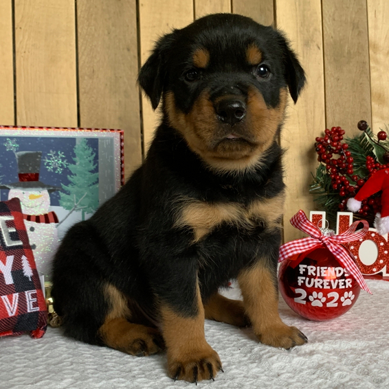comprar cachorros sanos, baratos y asequibles para la venta